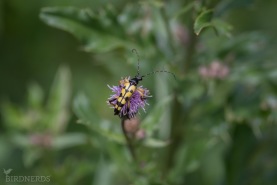 Fläckig blombock-0091