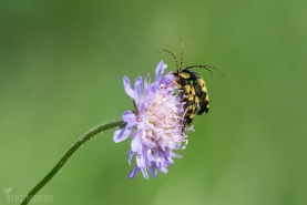 Fläckig blombock-8761