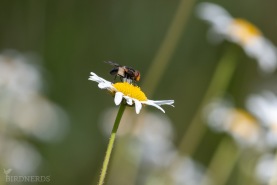 Fönsterblomfluga-2582