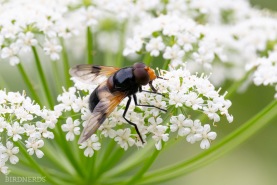 Fönsterblomfluga-3529