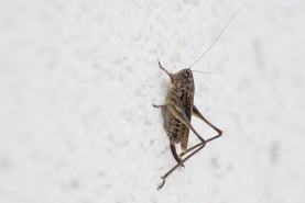 Grå vårtbitare-7252