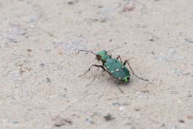 Grön sandjägare-6693