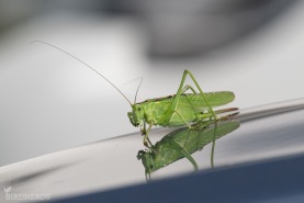 Grön vårtbitare-6665