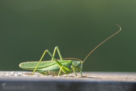 Grön vårtbitare-8530