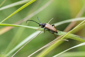 Gulröd blombock-5733