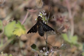 Hemipenthes morio-4710