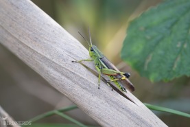 Kärrgräshoppa-6043