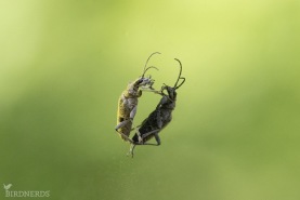 Lövträdlöpare-7726