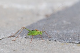 Lövvårtbitare-8413