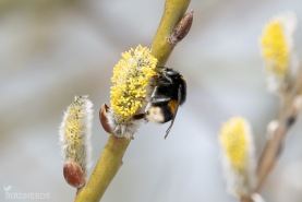 Mörk jordhumla-1236