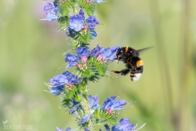 Mörk jordhumla-3820