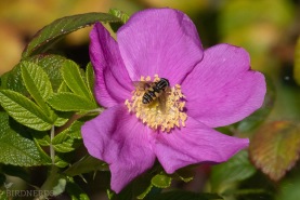 Pendelblomfluga-3338