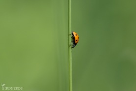 Sjufläckig nyckelpiga-9370