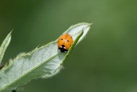 Sjuprickig nyckelpiga-3887