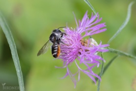 Smultrontapetserarbi-8845