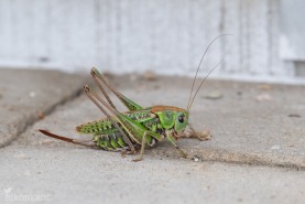 Större vårtbitare-5041