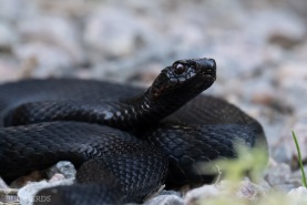 Svart huggorm-3026