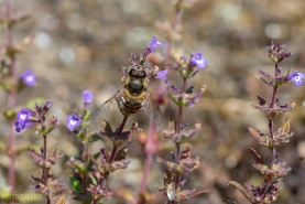 Villa hottentotta-7596