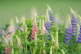 Lupin-5807