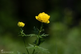 Smörboll (Daldocka)-1718