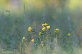 Smörboll (Daldocka)-2334