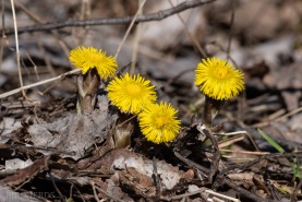 Tussilago-8864