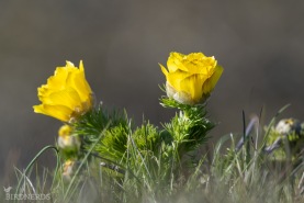 Våradonis (Arontorpsros)-9849