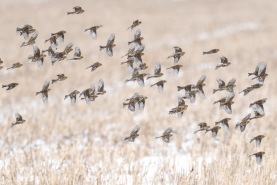 Vinterhämpling-6846