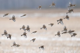 Vinterhämpling-6836