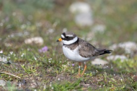 Större strandpipare-8357