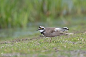 Mindre strandpipare-2373