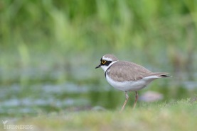 Mindre strandpipare-2378