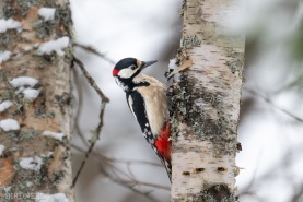 Större hackspett-9966