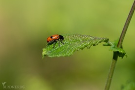 Insekt-8604