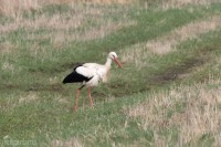 Vit stork-9218