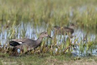 Snatterand-0646
