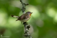 Mindre flugsnappare-5287