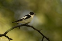 Halsbandsflugsnappare-5348
