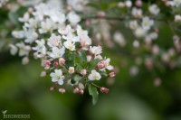 Blomning-3344