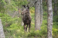 Älg-3828