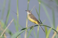 Gulärla-6091