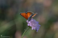 Violettkantad guldvinge-6974