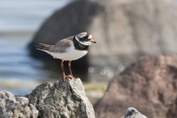 Större strandpipare-9691