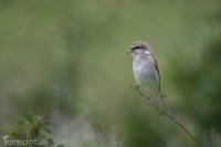 Törnskata-3098