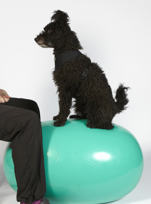 träning med balansboll för hund träning med balansboll för hund