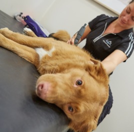 Vi erbjuder rehabilitering och friskvård för alla hundar, med eller utan remiss från veterinär. Simträning i bassäng, laserbehandling, vibrationsbehandling, akupunktur, fyskoll och träningsupplägg. Vi håller även kurser och föreläsningar. Vi erbjuder rehabilitering och friskvård för alla hundar, med eller utan remiss från veterinär. Simträning i bassäng, laserbehandling, vibrationsbehandling, akupunktur, fyskoll och träningsupplägg. Vi håller även kurser och föreläsningar.