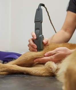 Laserbehandling & laserterapi för hund Halmstad hundsim & rehab i Halland Laserbehandling & laserterapi för hund Halmstad hundsim & rehab i Halland