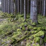 Mossig skog Tirupa I 240129 (kopia)