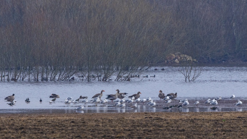 Fåglar på översvämningarna vid Tormestorpsån 2024-03-03