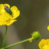 Guldstekel sp I 240701 (kopia)